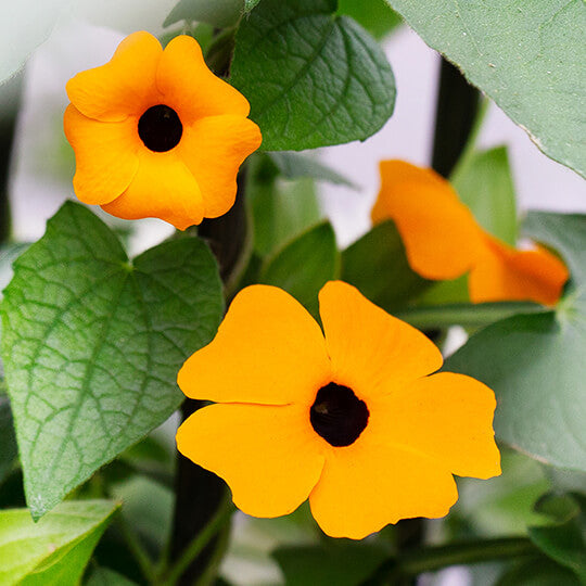 Clock Vine Seeds