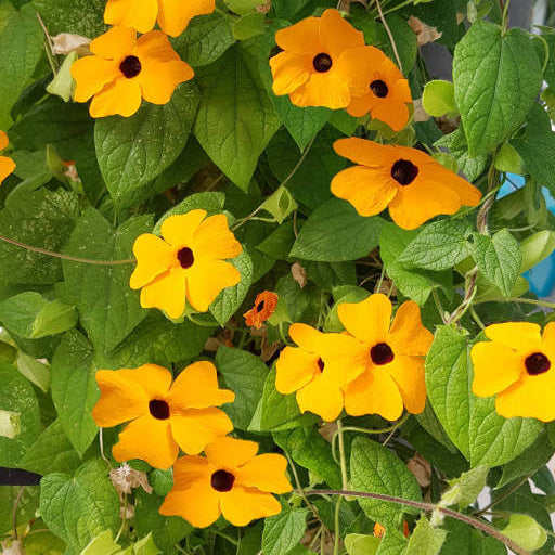 Clock Vine Seeds