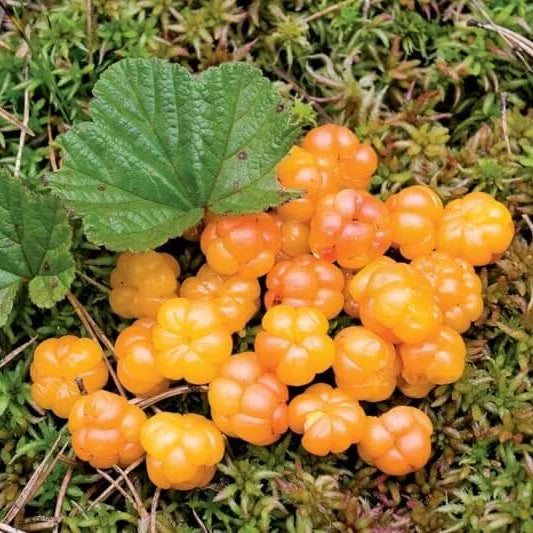 Cloud Berry Seeds - Fruit Plant