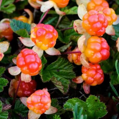 Cloudberry Seeds – Orange-Red Variety