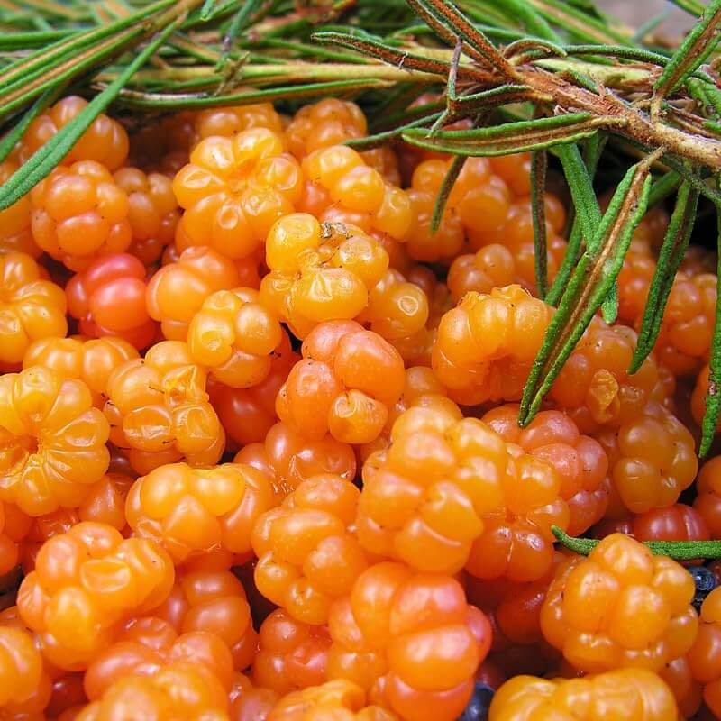 Cloudberry Seeds – Sweet
