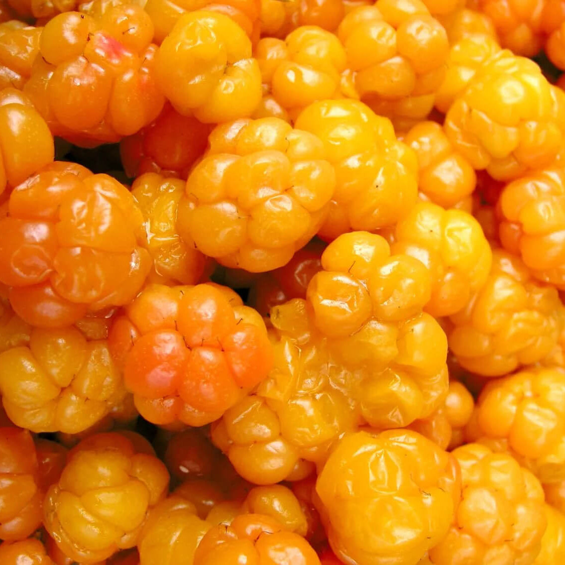 Cloudberry Seeds – Sweet
