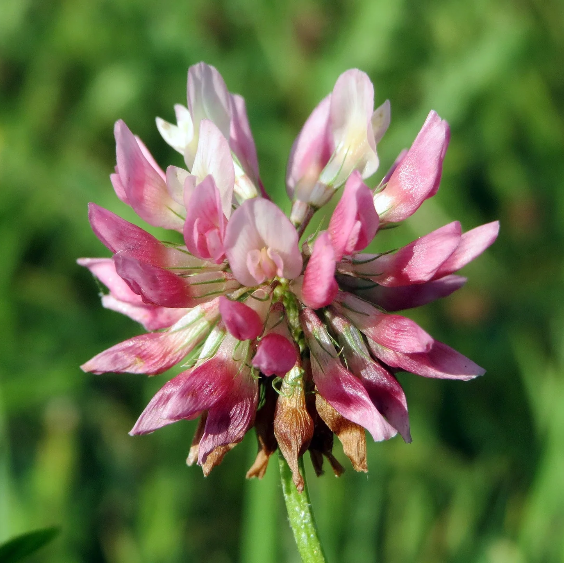 Clover Seeds – Alsike, Heirloom, Pollinator Friendly
