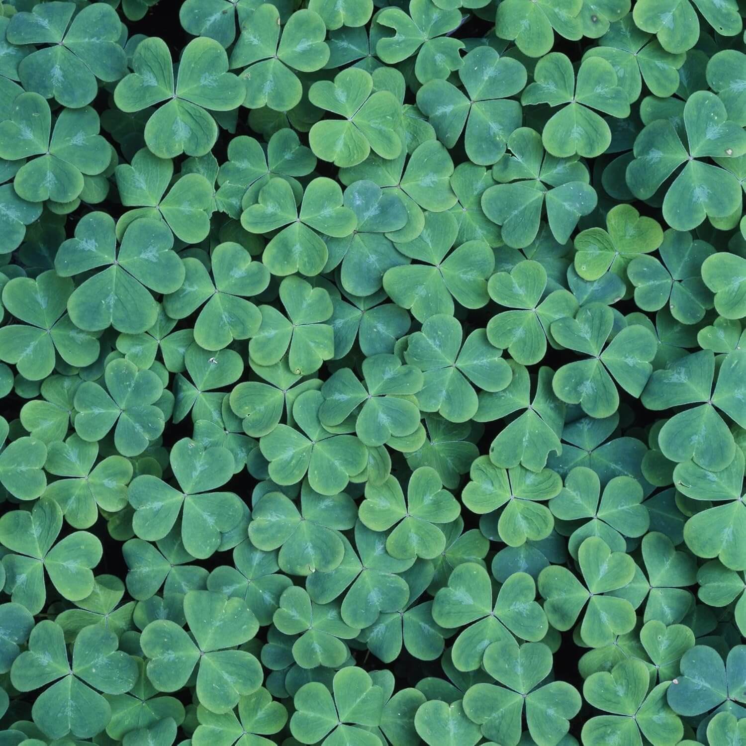 Clover Seeds – Dark Green Four Leaf