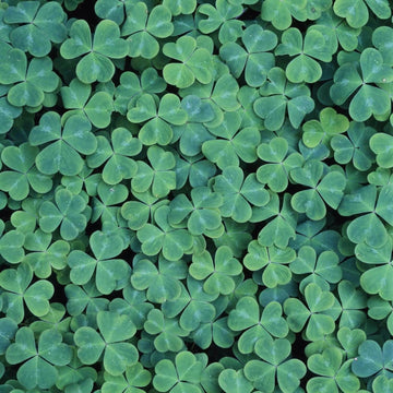 Clover Seeds – Dark Green Four Leaf