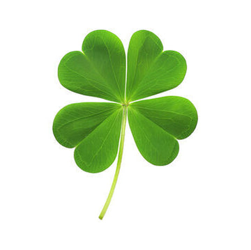 Clover Seeds – Four Leaf
