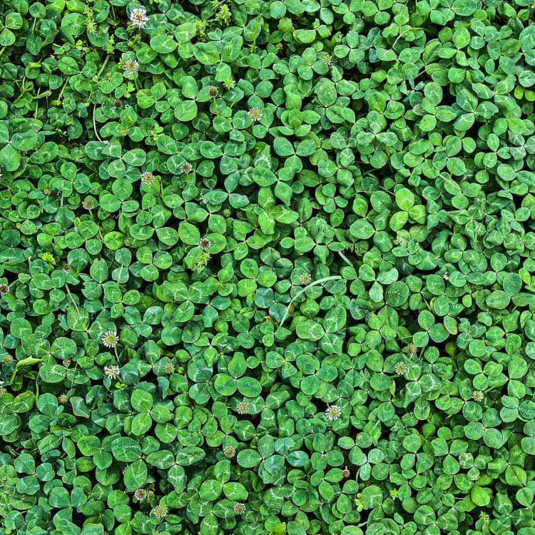 Clover Grass Seeds