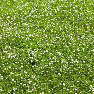 Clover Grass Seeds
