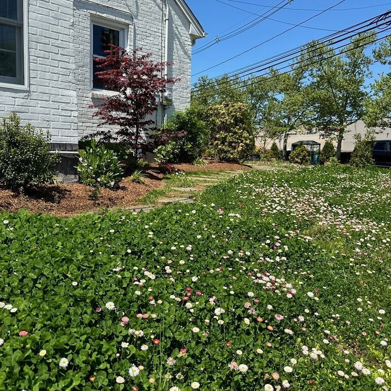 Clover Grass Seeds