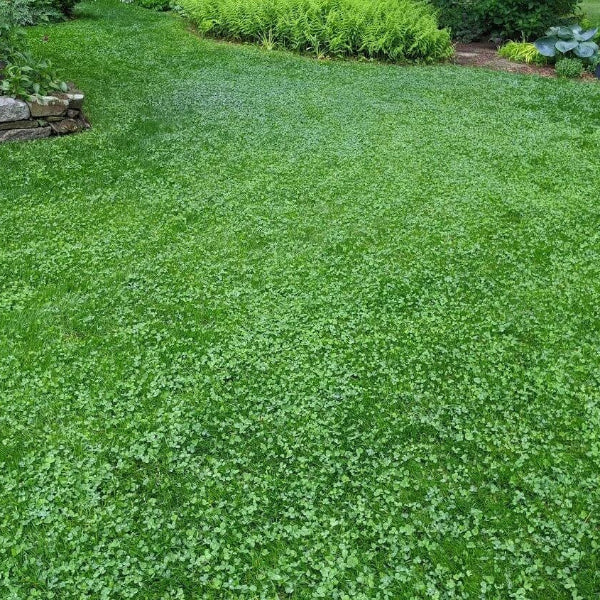Clover Grass Seeds