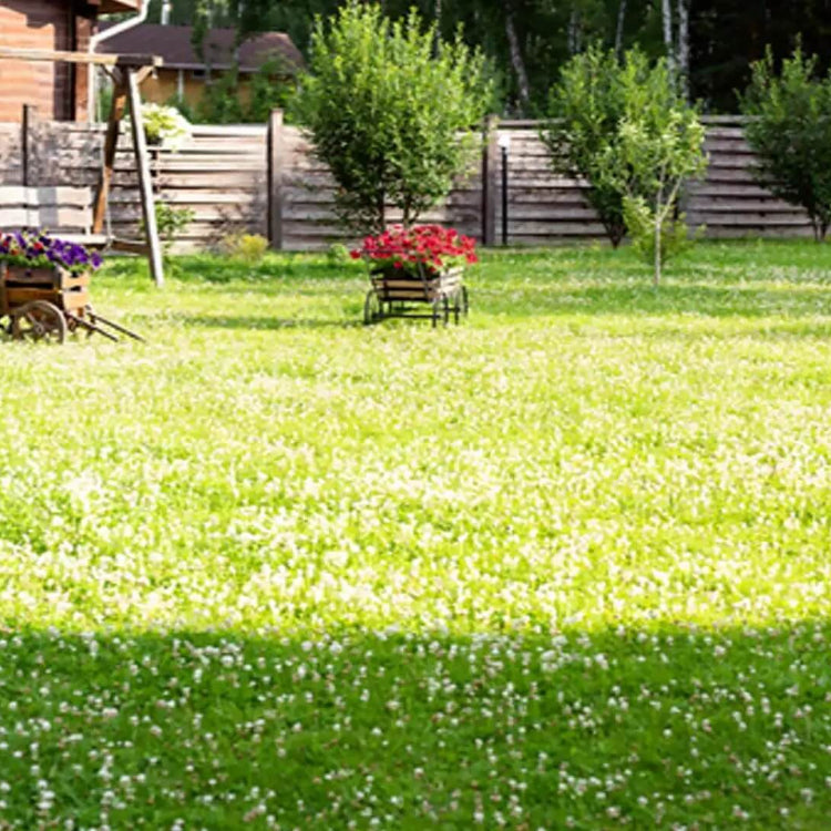 Clover Grass Seeds