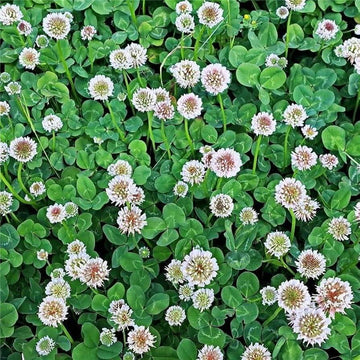 Clover Seeds – Meadow
