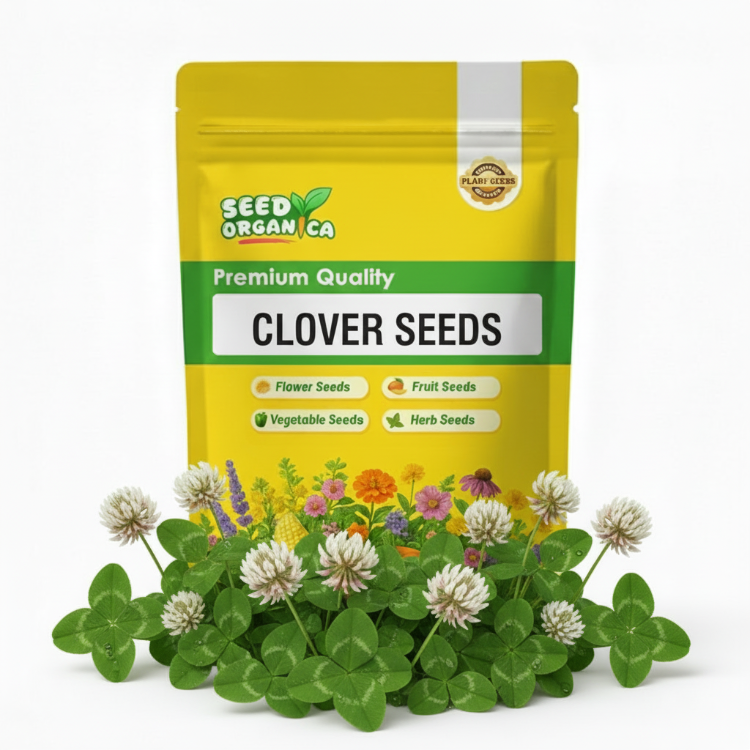 Clover Seeds