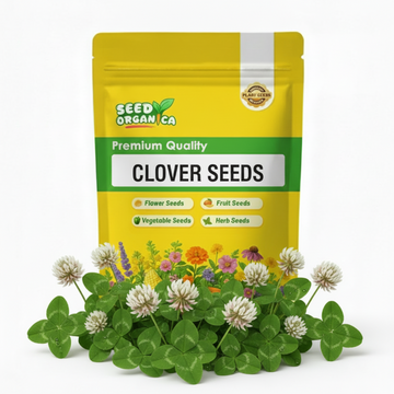Clover Seeds