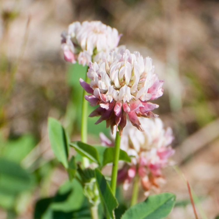 Clover Seeds – Alsike, Heirloom, Pollinator Friendly
