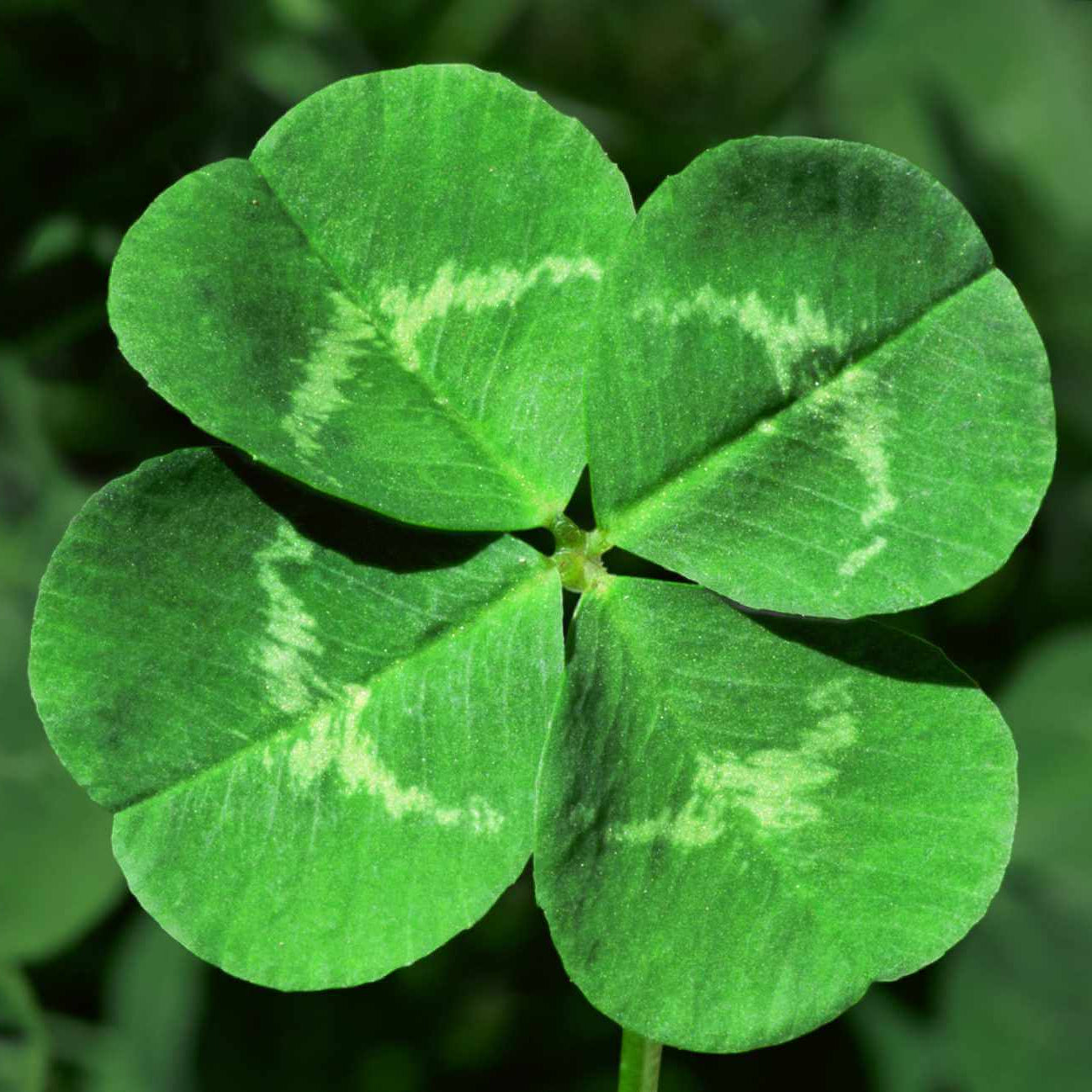 Clover Seeds – Army Green Four Leaf