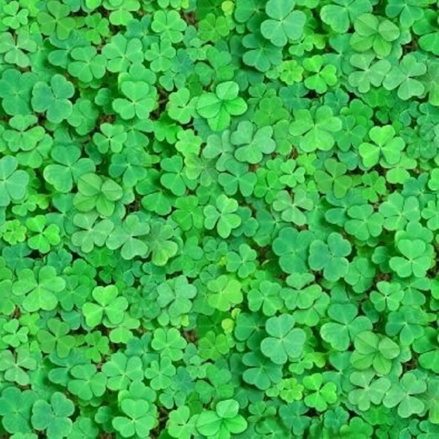 Clover Seeds – Army Green Four Leaf