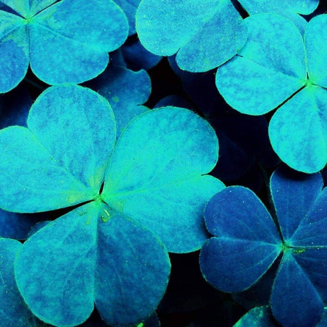 Clover Seeds – Blue Green