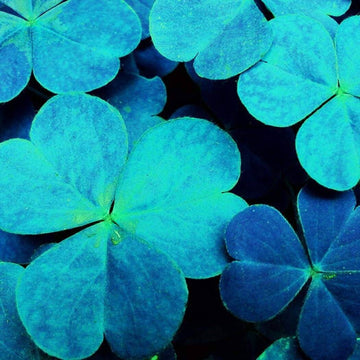 Clover Seeds – Blue Green