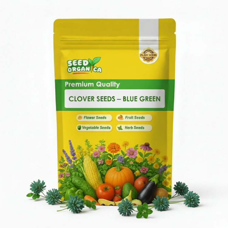 Clover Seeds – Blue Green