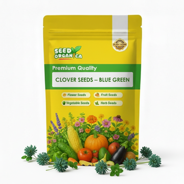 Clover Seeds – Blue Green