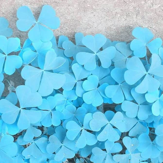 Clover Seeds – Blue Green