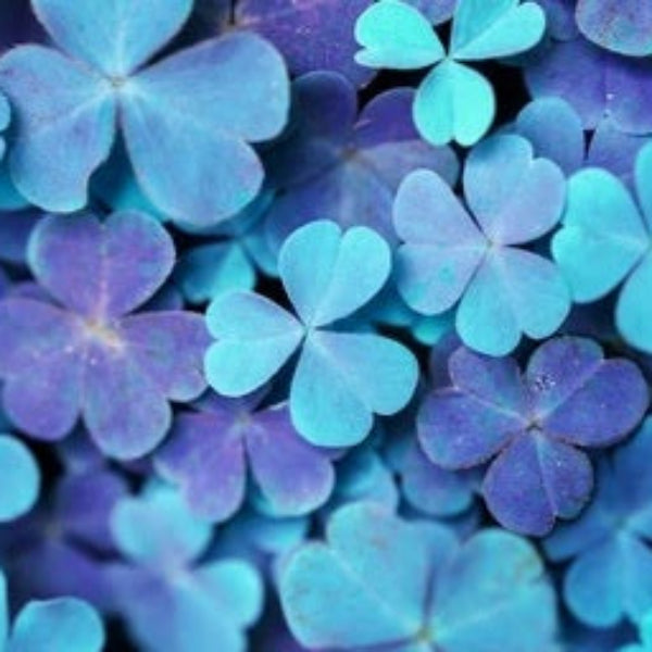 Clover Seeds – Blue Green