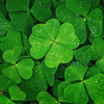 Clover Seeds – Dark Green Four Leaf