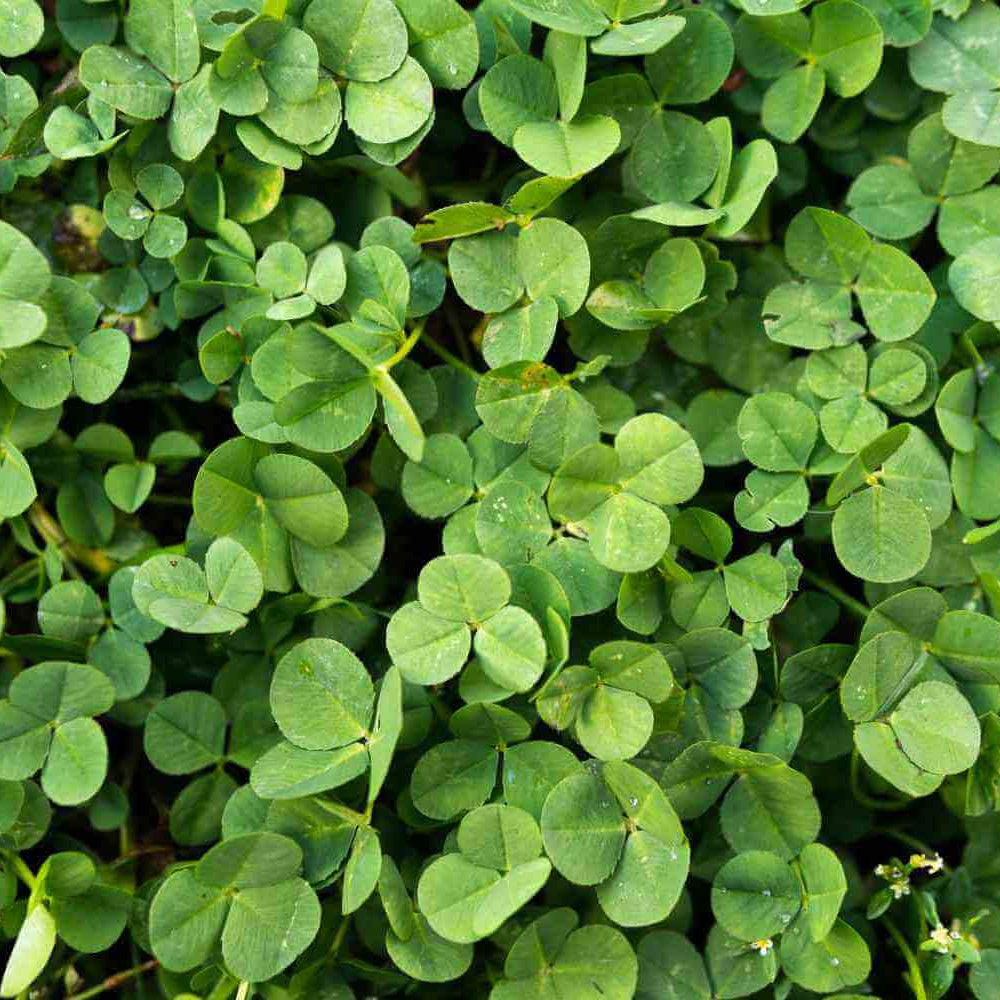 Clover Seeds – Dark Green Four Leaf