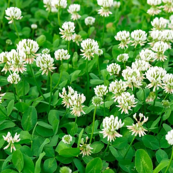 Clover Seeds – Dutch White