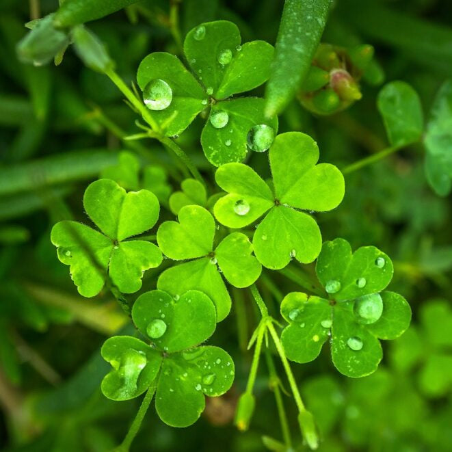 Clover Seeds – Four Leaf
