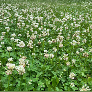 Clover Seeds – Meadow