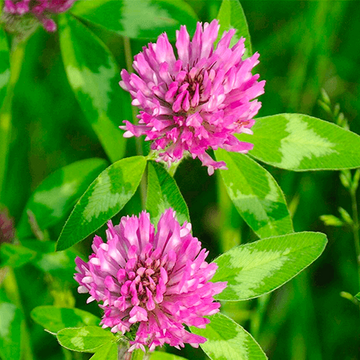 Clover Seeds – Pink