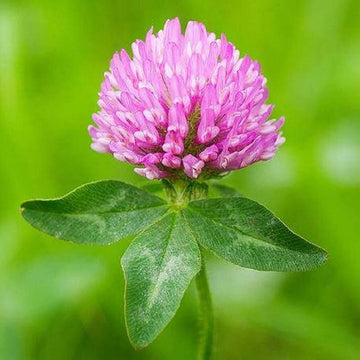 Clover Seeds – Pink