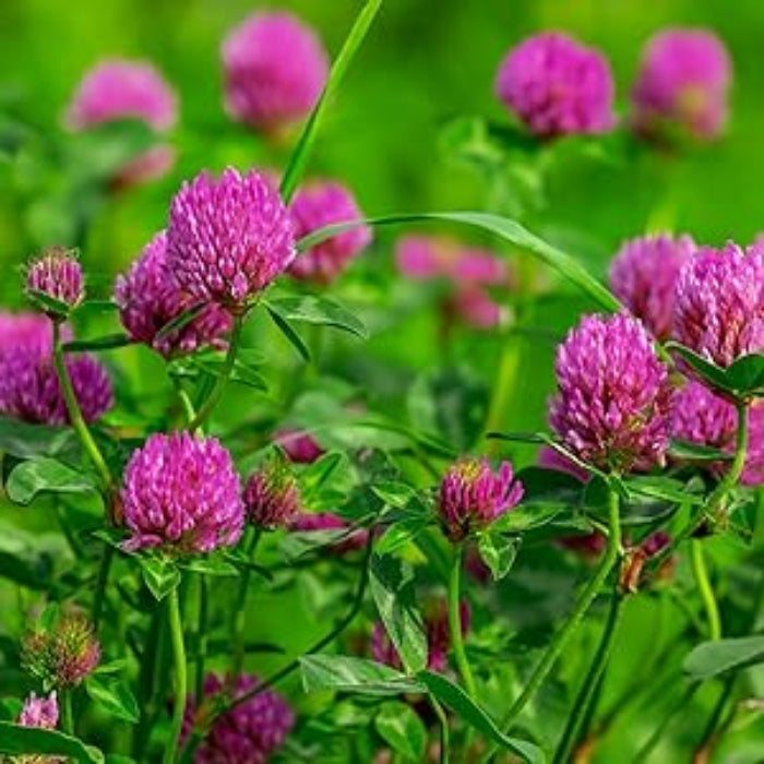Clover Seeds – Pink