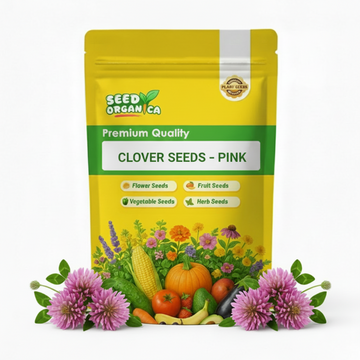 Clover Seeds – Pink