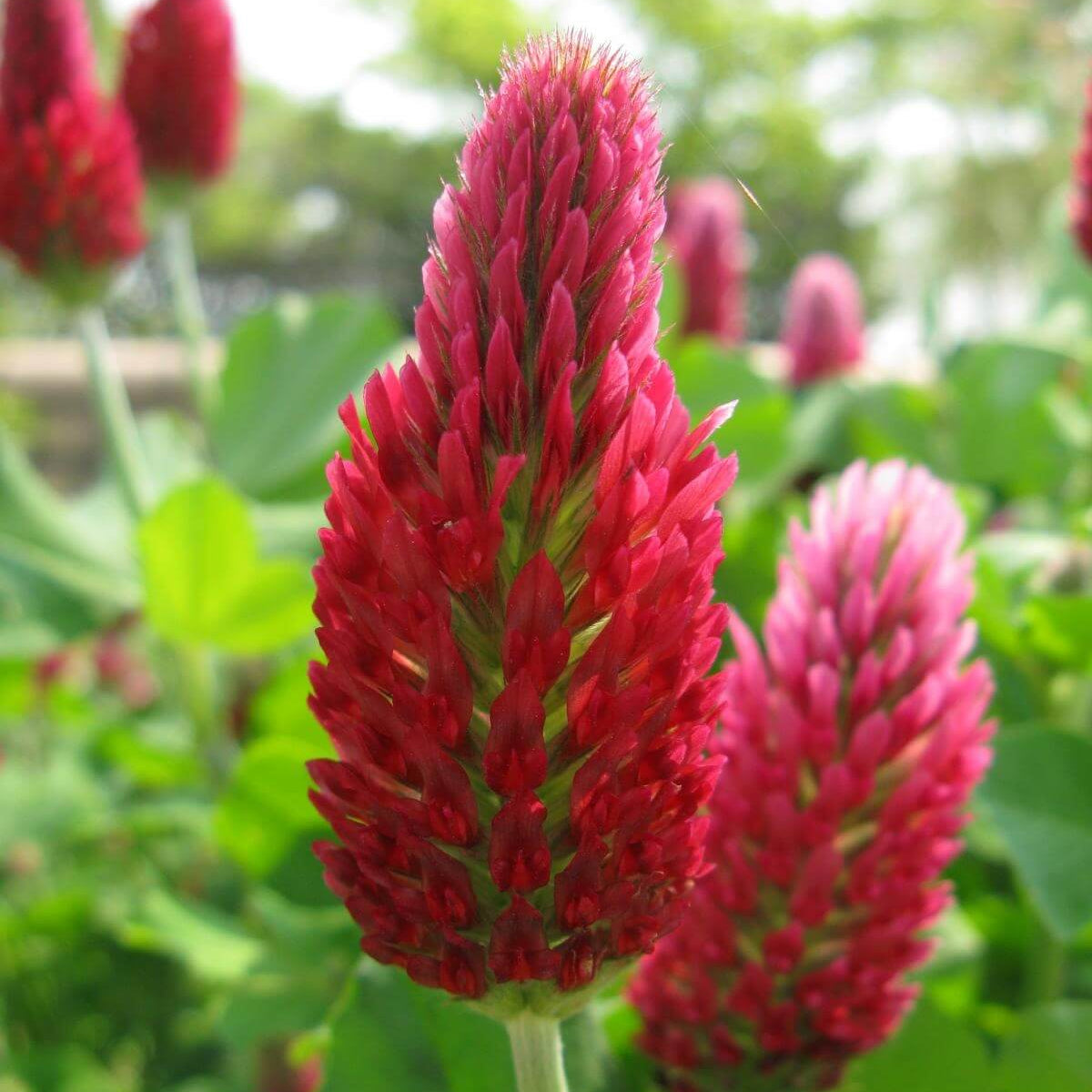 Clover Seeds – Red