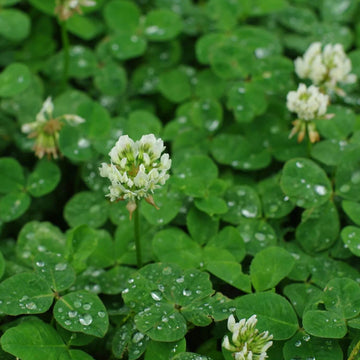 Clover Seeds for Planting