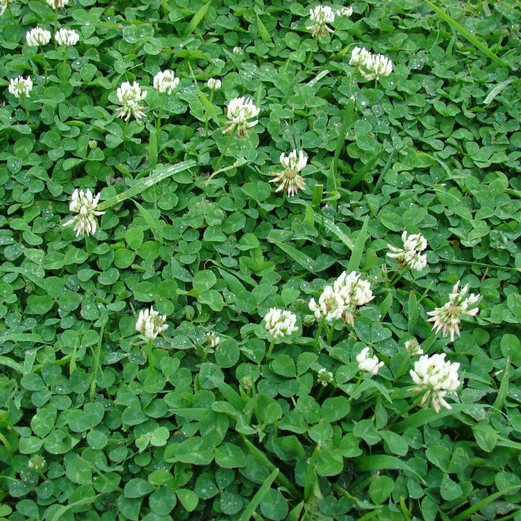 Clover Seeds for Planting