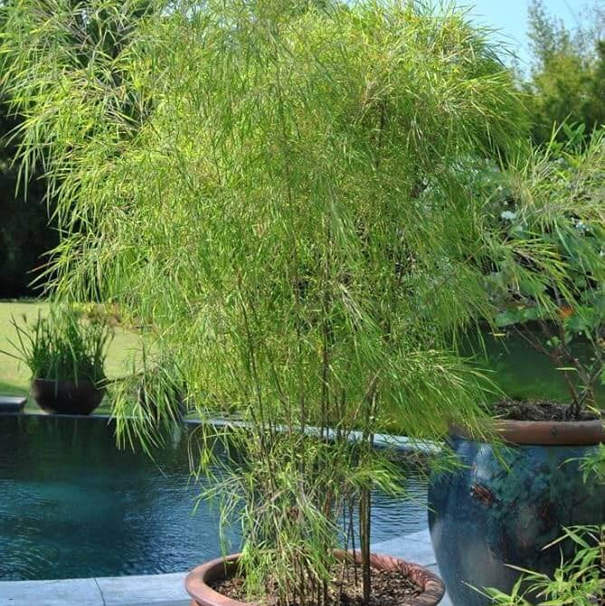 Clumping Bamboo Seeds