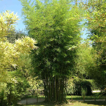Clumping Bamboo Seeds
