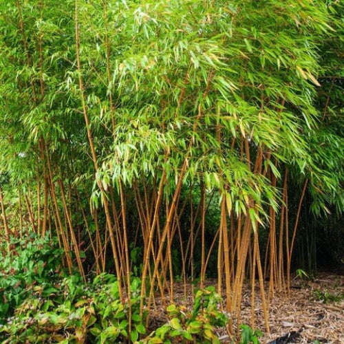 Clumping Bamboo Seeds