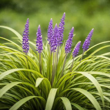 Clumping Liriope Seeds