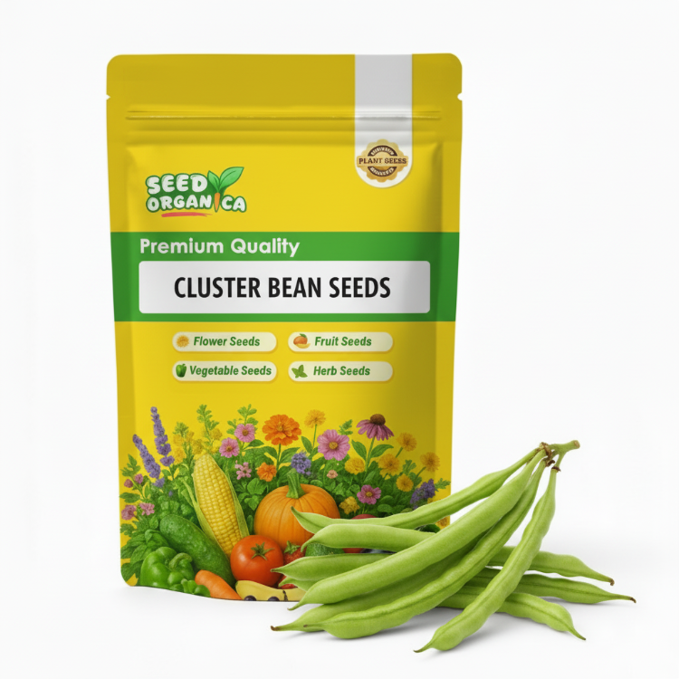 Cluster Bean Seeds