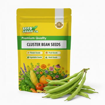 Cluster Bean Seeds