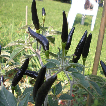 Cobra Chili Hot Pepper Seeds - Vegetable Plant