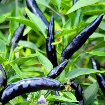 Cobra Chili Hot Pepper Seeds - Vegetable Plant