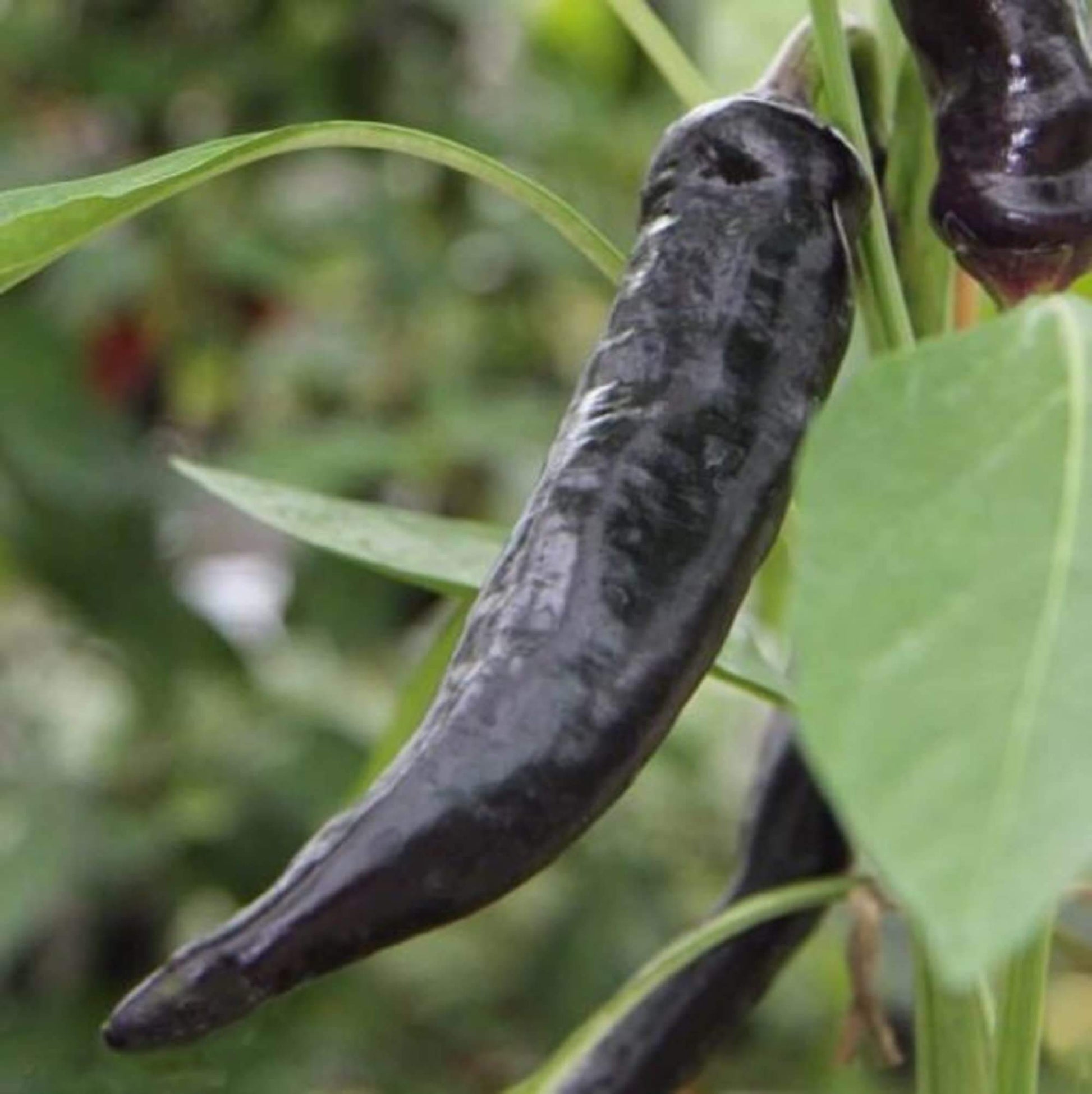 Cobra Chili Hot Pepper Seeds - Vegetable Plant