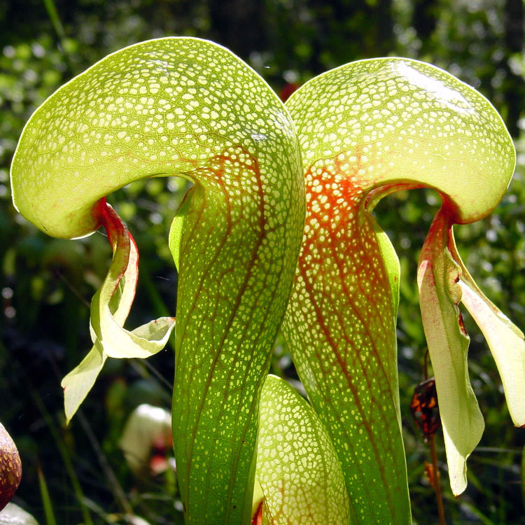 Cobra Lily Seeds