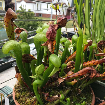 Cobra Lily Seeds